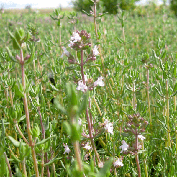 Des images de diff�rentes plantes